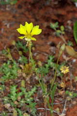 Goodenia fascicularis