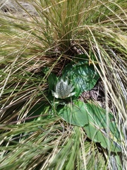 Eryngium humile