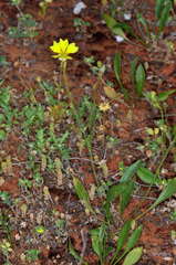 Goodenia fascicularis