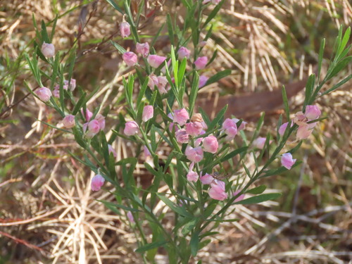 Eriostemon australasius, photograph 1