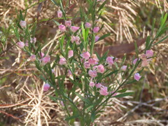 Eriostemon australasius, photograph (c) ian_mcallan, some rights reserved (CC BY)