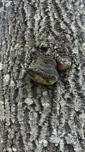 Aspen Bracket
