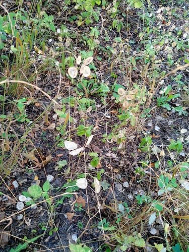 Lunaria annua, photograph 3