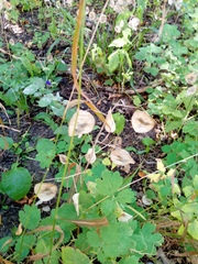 author not stated, no rights reserved Lunaria annua, photograph author not stated, no rights reserved