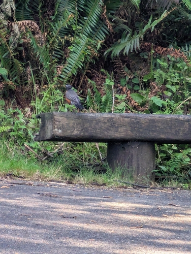 American Robin