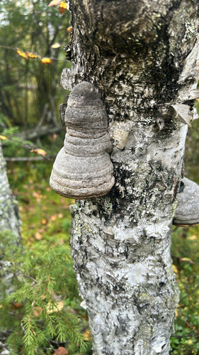 Hoof Fungus