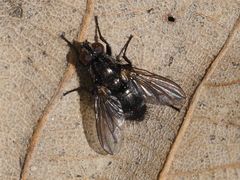 Rhinomorinia sarcophagina