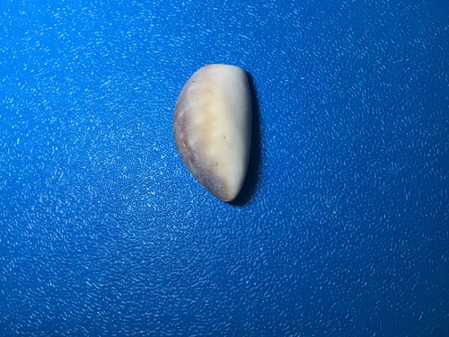 Calf Cowry