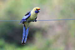 Platycercus elegans flaveolus