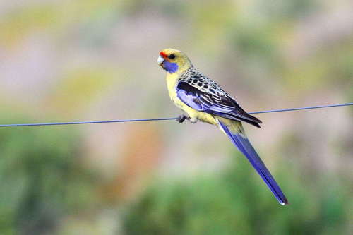 Perruche de Pennant
