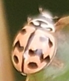 Six-spotted Zigzag Ladybird