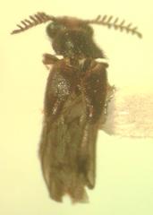 Mastinocerus