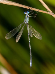 Lestes plagiatus