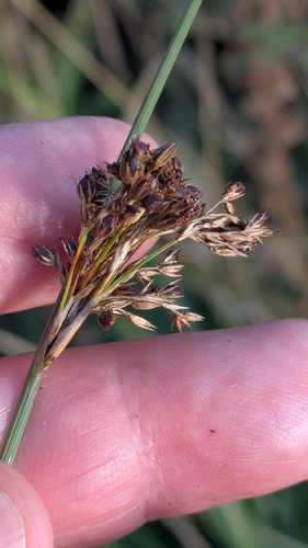 Juncus inflexus, photograph 5