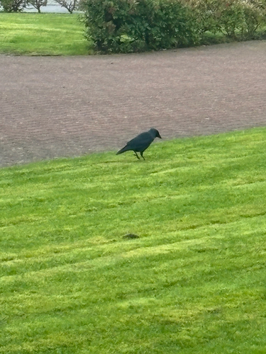 Eurasian Jackdaw