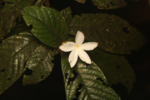 Atractocarpus hirtus, photograph 3