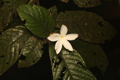 Atractocarpus hirtus, photograph (c) Martin Rady, some rights reserved (CC BY)