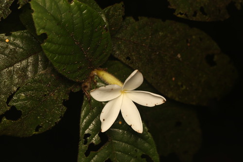 Atractocarpus hirtus, photograph 4