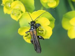 Oedemera pthysica