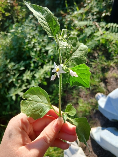 black nightshade