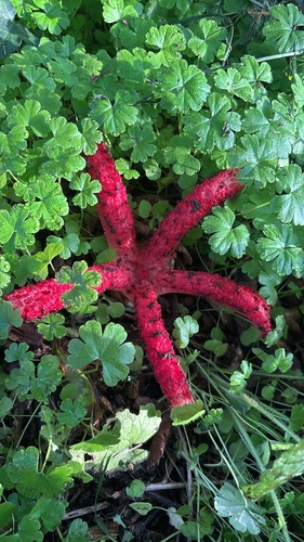 devil's-fingers