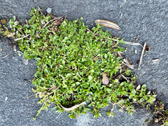 Cotula australis, photograph (c) Tom Beard, some rights reserved (CC BY)