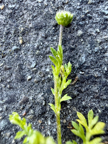 Cotula australis, photograph 5