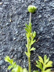 Cotula australis, photograph (c) Tom Beard, some rights reserved (CC BY)
