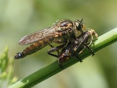 Dysmachus fuscipennis