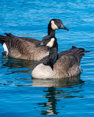 Canada Goose