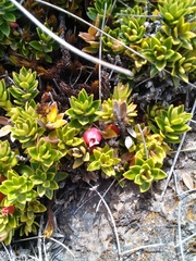 Disterigma empetrifolium