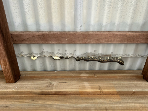 Coastal Carpet Python