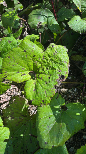 Common Butterbur