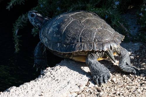 Red-eared Slider