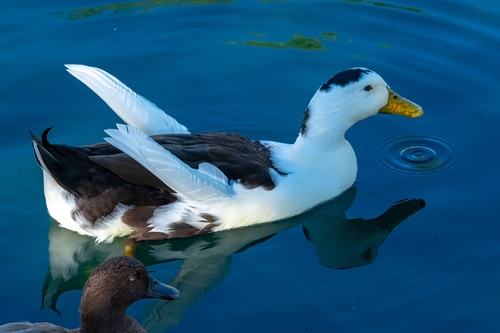 Mallard