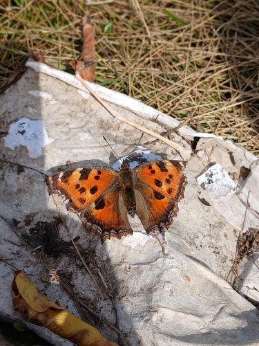 Scarce Tortoiseshell
