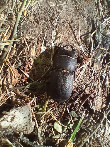 Lesser Stag Beetle