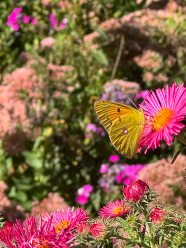 Clouded Yellow