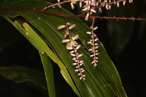 Cordyline cannifolia, photograph 2
