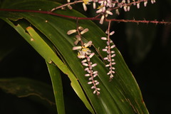 (c) Martin Rady, some rights reserved (CC BY) Cordyline cannifolia, photograph (c) Martin Rady, some rights reserved (CC BY)