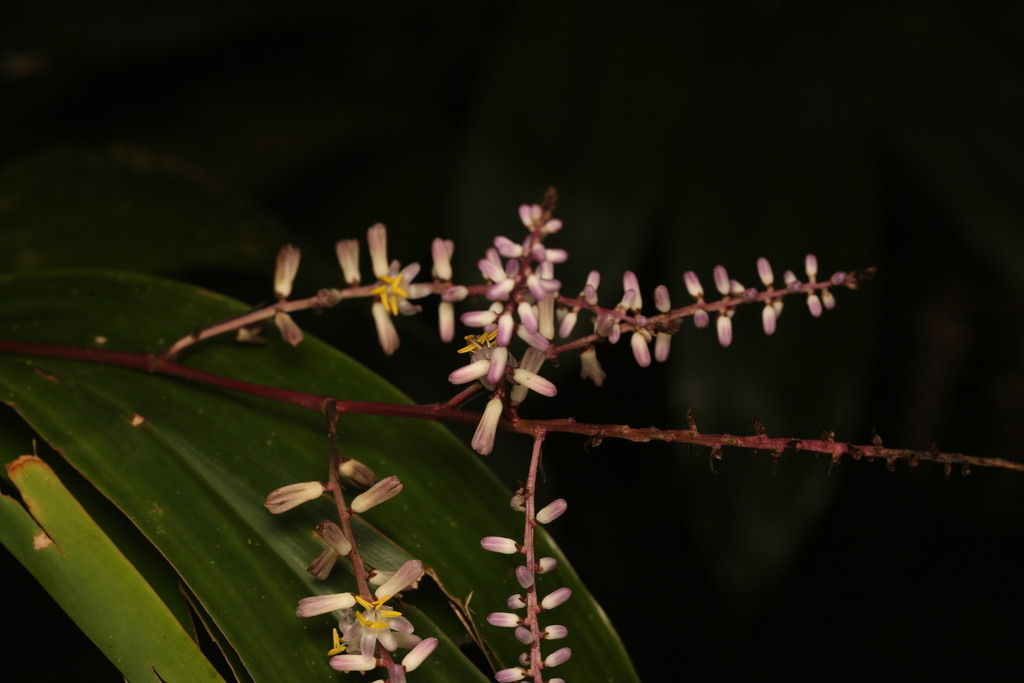 Cordyline cannifolia; photograph (c) Martin Rady, some rights reserved (CC BY)
