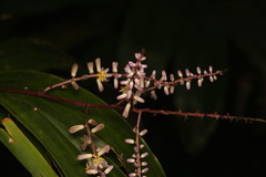Cordyline cannifolia