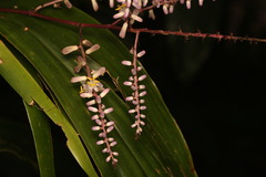 (c) Martin Rady, some rights reserved (CC BY) Cordyline cannifolia, photograph (c) Martin Rady, some rights reserved (CC BY)