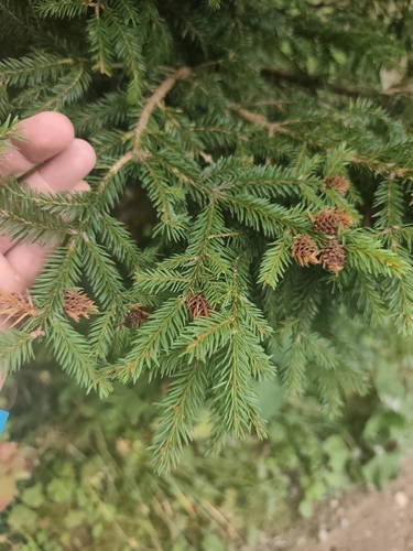 Norway spruce