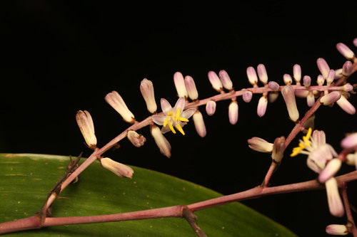 Cordyline cannifolia observed 2026-09-23