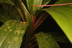 (c) Martin Rady, some rights reserved (CC BY) Cordyline cannifolia, photograph (c) Martin Rady, some rights reserved (CC BY)