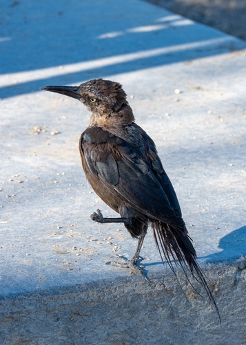 Great-tailed Grackle