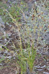 Austrostipa scabra falcata