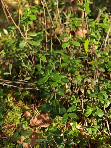 Lingonberry