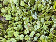 Hydrocotyle moschata, photograph (c) Tom Beard, some rights reserved (CC BY)